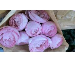 Massage énergétique à Bordeaux (33)