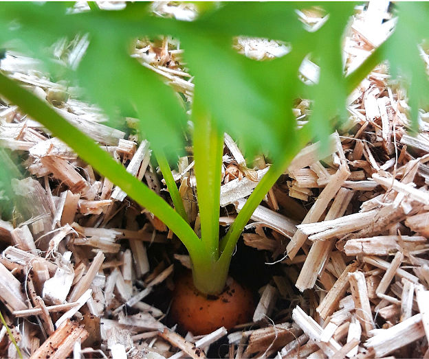 Protéger les plantes