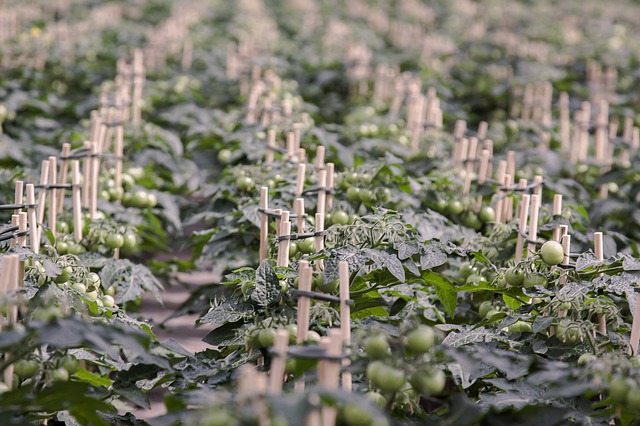 Comment cultiver la tomate en serre ?
